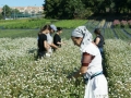 cantinho_aromaticas_2